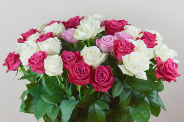 A large bouquet of red, pink and white roses close-up. Congratulations on the holiday. Love and tenderness.