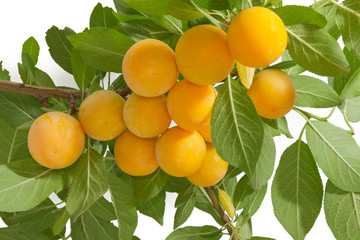 Yellow cherry plums on branch with leaves on white background