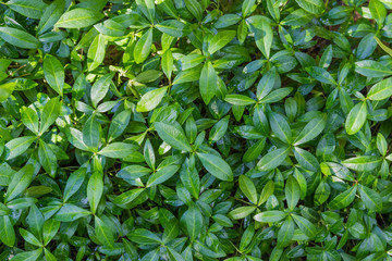 Background of the leaves and stems of the vinca