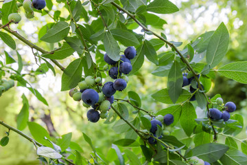 Blueberry branches with ripe and unripe fruits