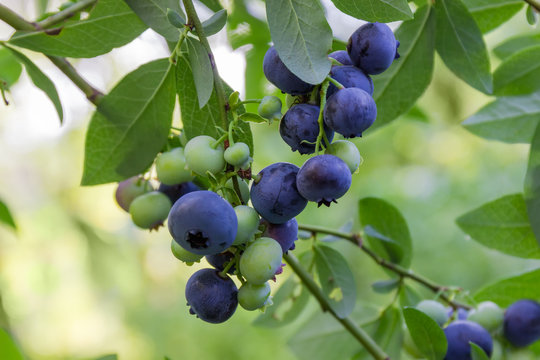 Ripe and unripe berries of blueberry on shrub close-up