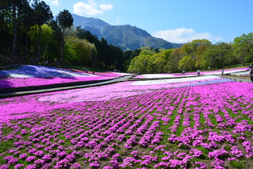 埼玉県の羊山公園の芝桜