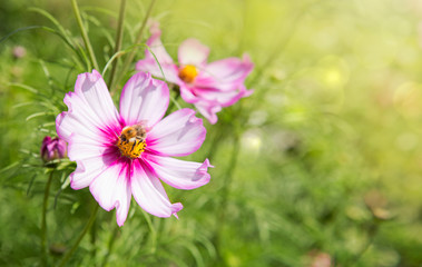 Fototapeta premium Pink cosmos flowers and bee. Flowers background.