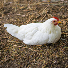 Beautiful white hen on barnyard. Poultry farm. Chicken sitting in a farm garden.