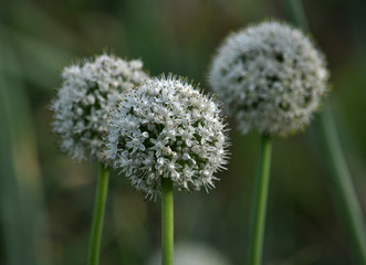 Blossoming seed onion