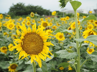 春日部市、公園のひまわり