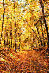 Obraz premium Road in autumn forest