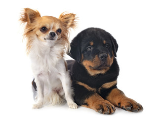 puppy rottweiler and chihuahua