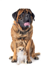 mastiff and chihuahua