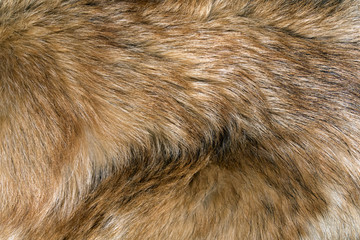 Bright red dog fur closeup, may be used as background or texture