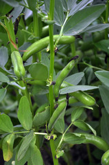Legume equine bushes with pods and leaves