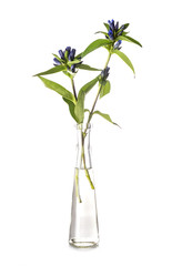 gentian in test tube