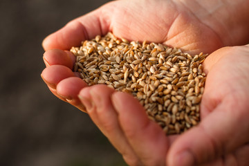 spelt seeds on the hands of an elderly woman