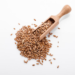 spelt seeds on a white acrylic background