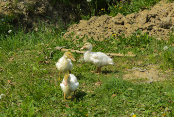 Small domestic white ducklings graze on a background of green grass with yellow dandelions.