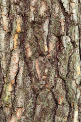 Natural  background texture of tree bark. Detail wooden texture bark. Natural ornament.