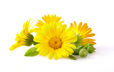 Calendula. flowers with leaves isolated on white