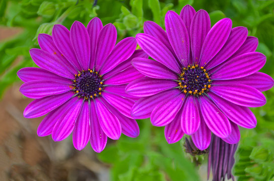 Asteraceae, two purple daisies on green blurred background 