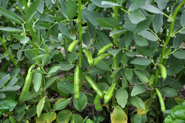 Legume equine bushes with pods and leaves