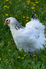 A very large Brahma chicken with an arco red comb on its head and black and white color grazing on the background of a juicy green grass.