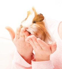 Tricolor guinea pig on small child's hands. Little girl holding guinea pig on hands