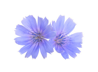 Common chicory or Cichorium intybus flowers. Isolated on white.