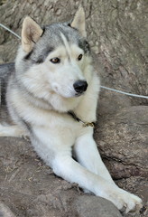 Plateau Lago-Naki Dogs Husky