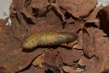 oleander hawk moth caterpillar