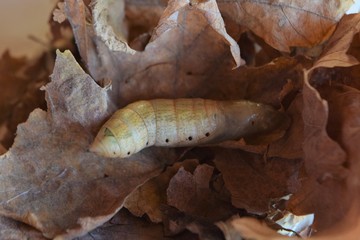 oleander hawk moth caterpillar