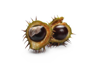 Chestnuts isolated on white background