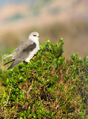 Black-winged / Black-shouldered Kite