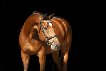 Horse Portrait