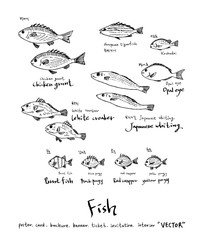 해산물 일러스트 / 손으로 그린 수산물 그림
