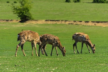 Obraz na płótnie Canvas A unique period of molting deer. The deer loses its hair. It starts with the head, then goes over to the neck, legs, back and, finally, to the sides and belly. Scary ugly fur with bald patches