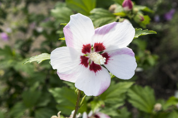 Hibiscus syriacus 'Mathilde' white flower.