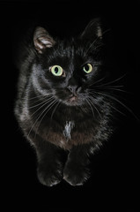 Fototapeta premium Postcard for Halloween: portrait of a black cat