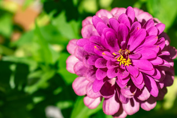 Große Zinnie Blüte pink weiß gelb