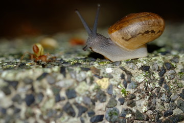 Snail animal's life eat some food on green garden in the sunset