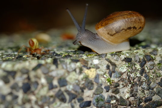 Snail animal's life eat some food on green garden in the sunset