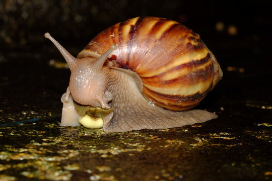Snail animal's life eat some food on green garden in the sunset