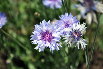 Soft blue cornflowers blooming on   blurry bokeh background, top view