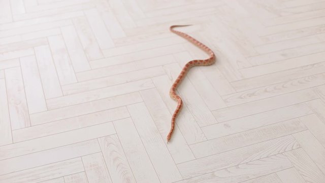 Orange snake slowly slithers around the white wooden floor. South American coral snake. Serpens. Reptiles. Snake.