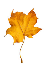 Autumn maple branch with leaves  isolated on  background
