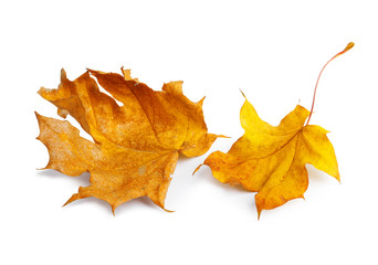 Autumn maple branch with leaves with shadow isolated on  background