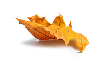 Autumn maple branch with leaves with shadow isolated