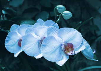 Beautiful orchid branch on abstract blurred background