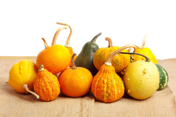 Large pile of ripe  pumpkins on  white isolated background