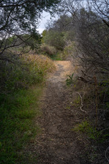 Naklejka na ściany i meble Coastal path through the bush