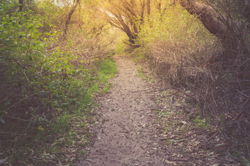 Sandy path through the bush with burst of sunlight