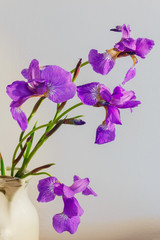 Close up of purple Irises flowers bouquet showing petal detail and its vibrant colours in jar